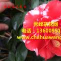 茶花