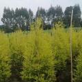 黄金香柳