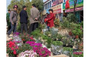 柯坦镇：花木市场春意浓