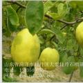 木瓜