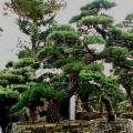 黑松