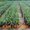 龙血树（大苗）