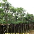 盆架子