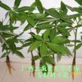 发财树