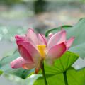 荷花(100种)