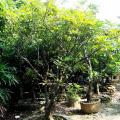 绿化芒果