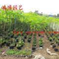 大腹木棉