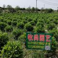 非洲茉莉