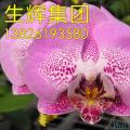 蝴蝶兰