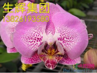 蝴蝶兰