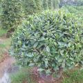 非洲茉莉（球型）
