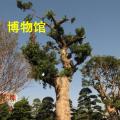 罗汉松