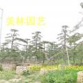 本地罗汉松