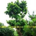 龙眼树