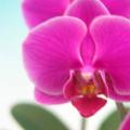 蝴蝶兰（火花）