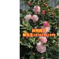 茶花