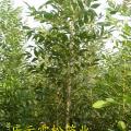东红欧洲白蜡白蜡价格东红欧洲白蜡供应商
