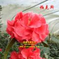 茶花 帕克斯
