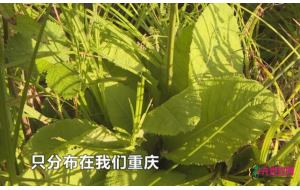 濒危植物重大发现！这种植物全世界只有重庆才有