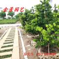 台湾罗汉松