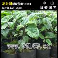 龙吐珠