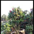 四季红山茶