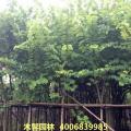 红花紫荆