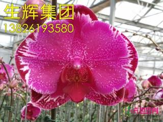 蝴蝶兰