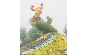 河南开封：35.6万盆花卉迎菊花文化节