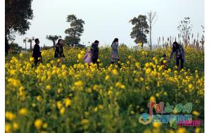 江西：赏花游成为3月旅游市场的主导