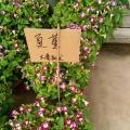 夏堇
