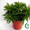 其它观花植物