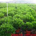 非洲茉莉