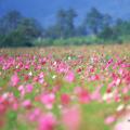 波斯菊