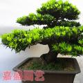 罗汉松盆景05
