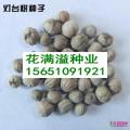灯台树