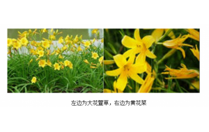 新疆：市民将绿化带有毒大花萱草当成蔬菜摘走