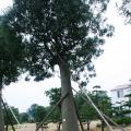 佛肚树