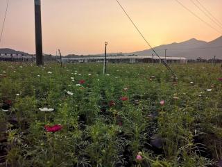 醉蝶花