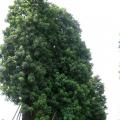 秋枫