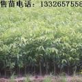 广东沉香苗