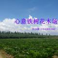 铁树