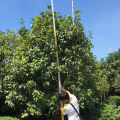 四季桂