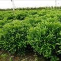 非洲茉莉