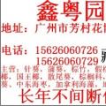 国王椰子
