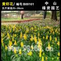 黄虾花