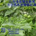 8518核桃苗