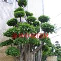 榕树盆景