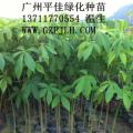 黄花大腹木棉