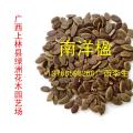 南洋楹